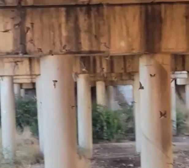 Bats