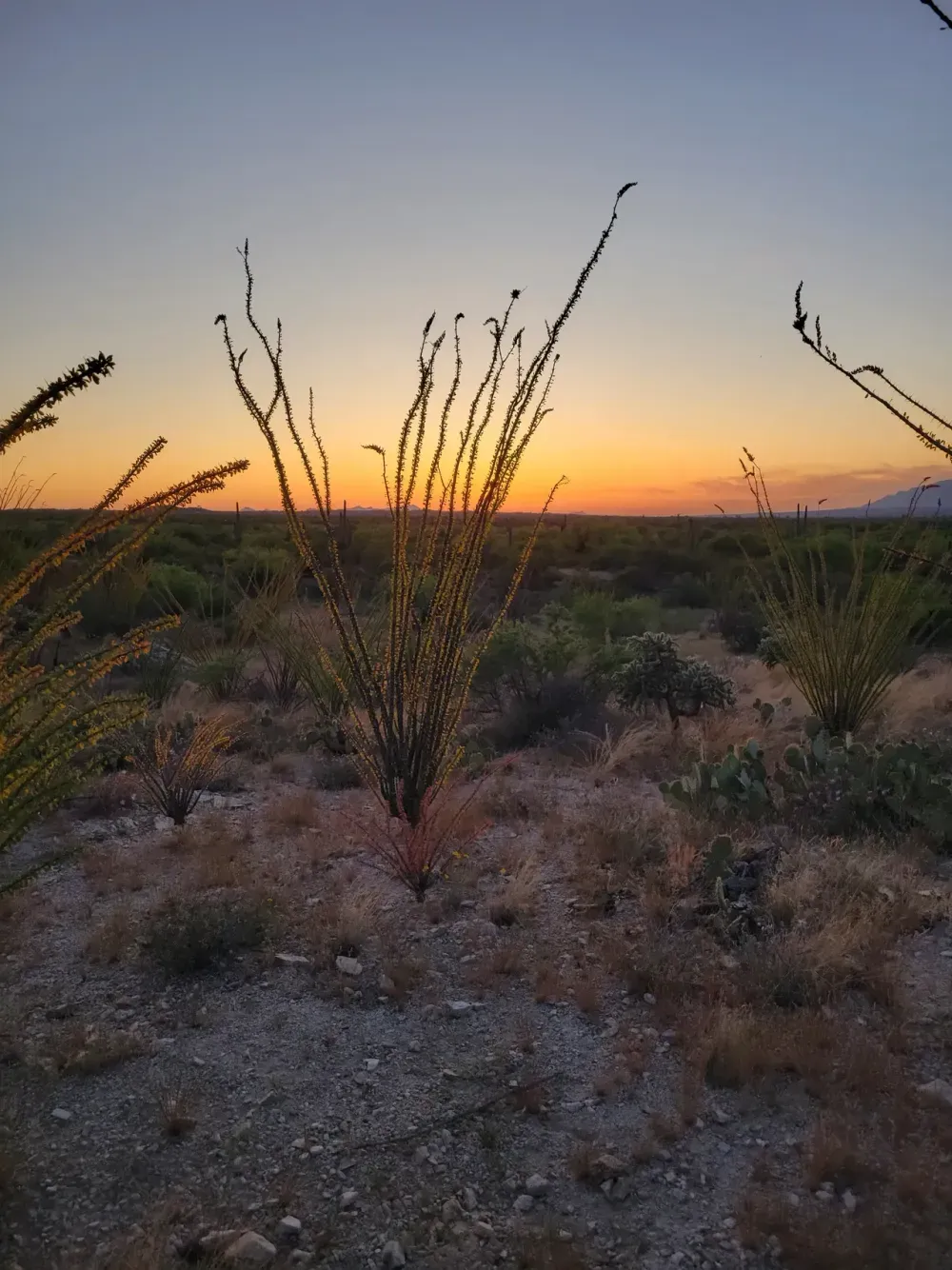 Desert