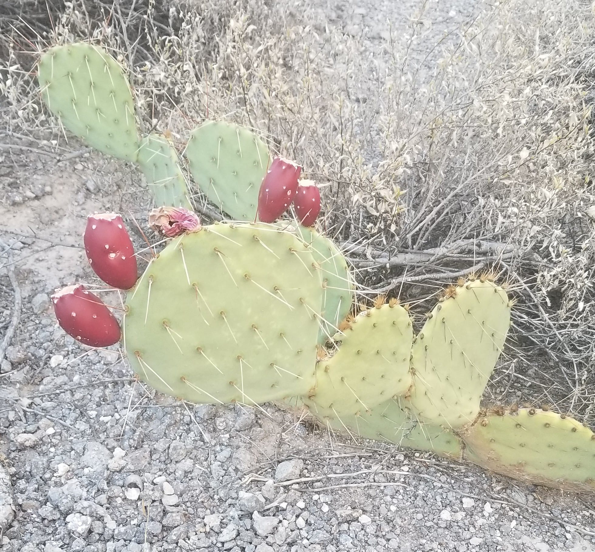 Your Guide to Arizona’s Prickly Pear