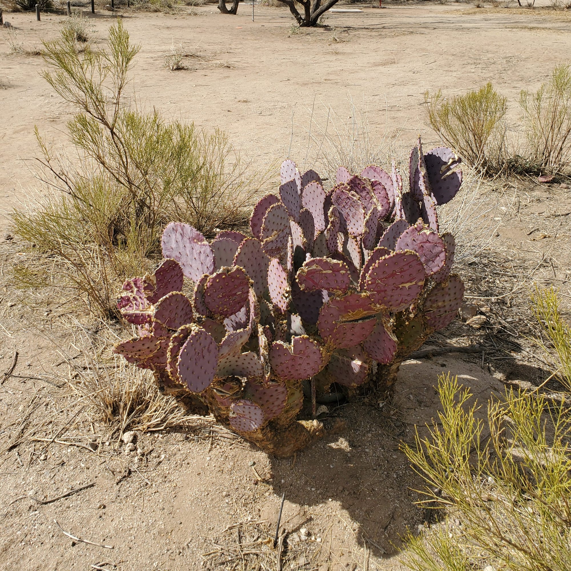 Your Guide to Arizona’s Prickly Pear