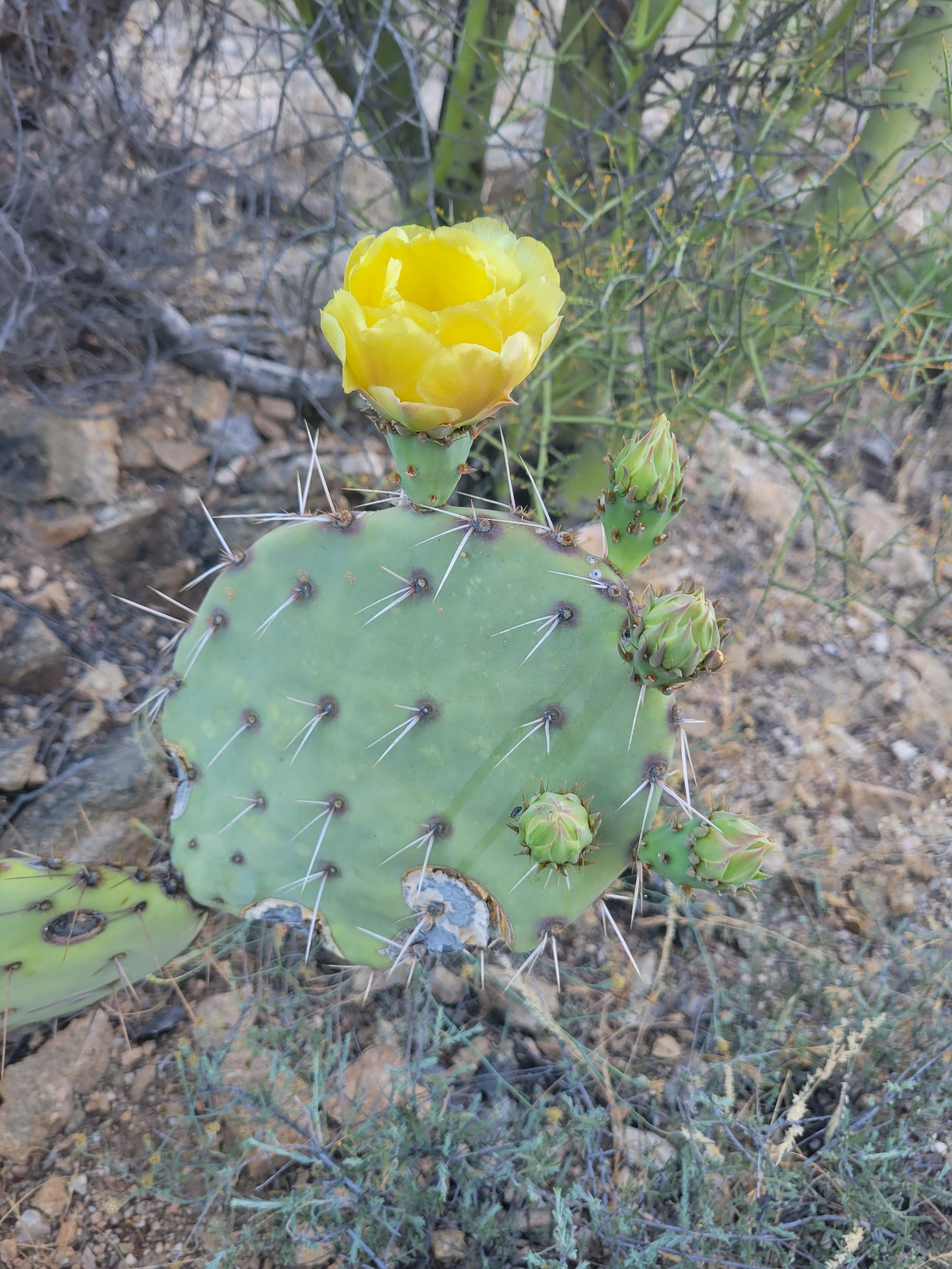 Your Guide to Arizona’s Prickly Pear