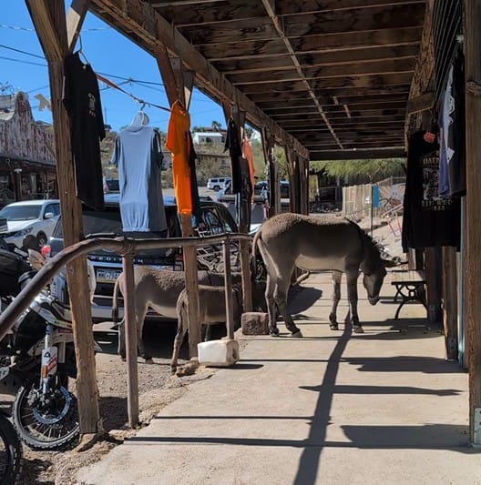 A Trip to Oatman: Burros, Route 66, and Old West Charm