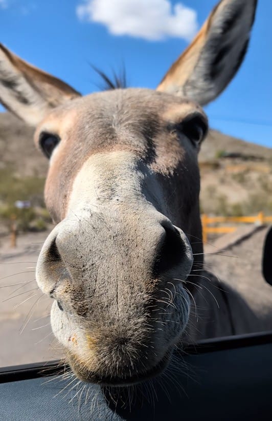 A Trip to Oatman: Burros, Route 66, and Old West Charm