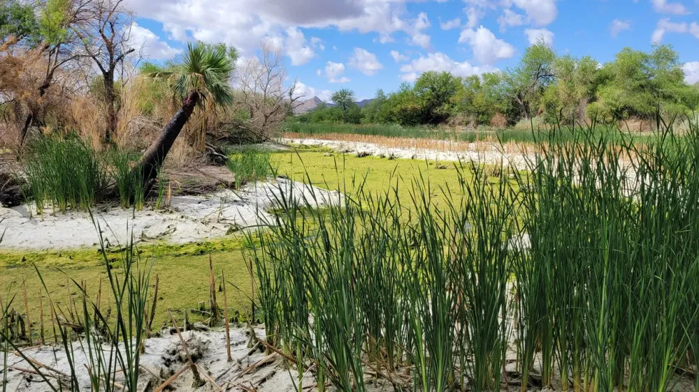 Sweetwater Wetlands