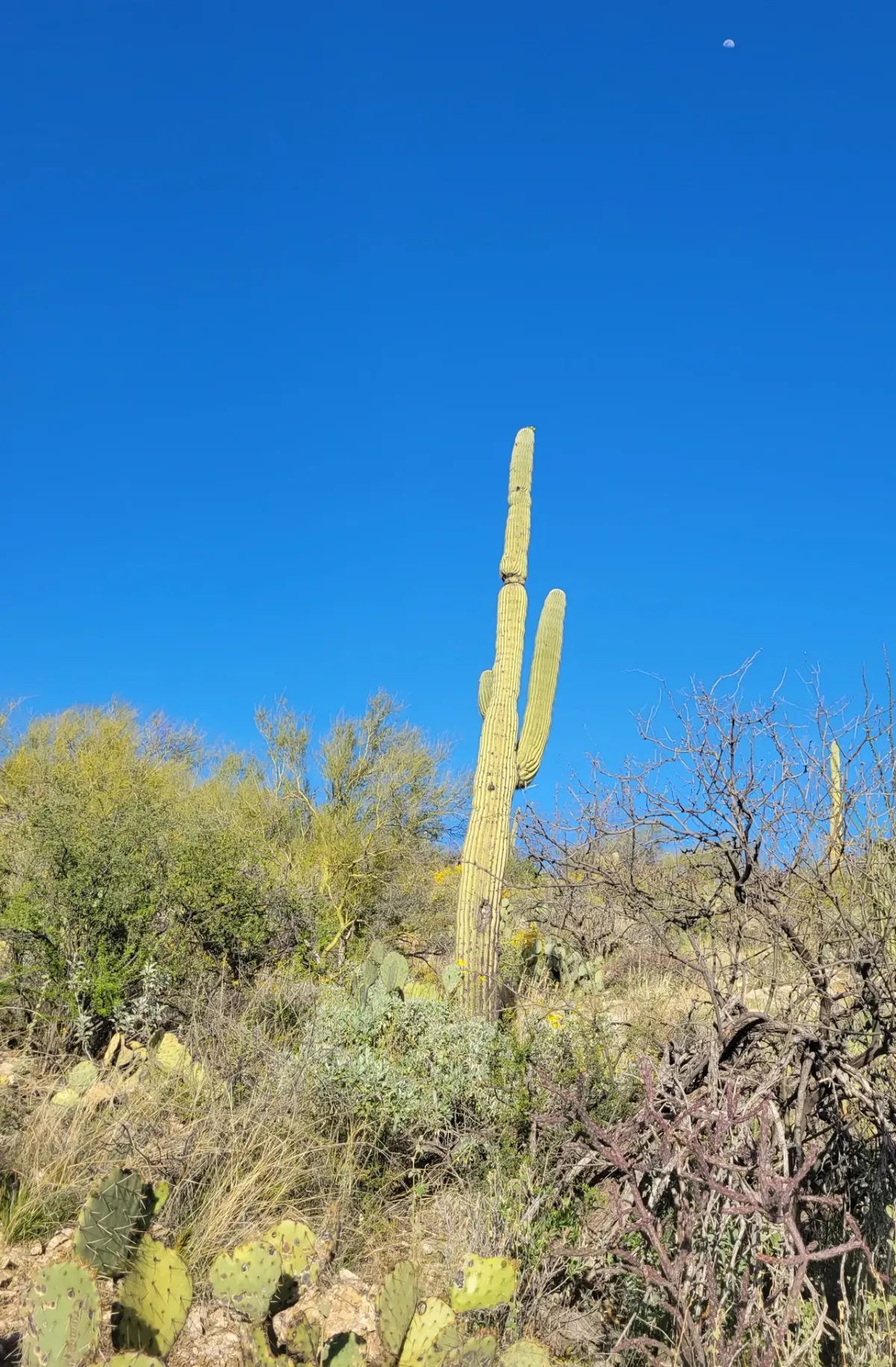 5 Saguaro Cactus Poses