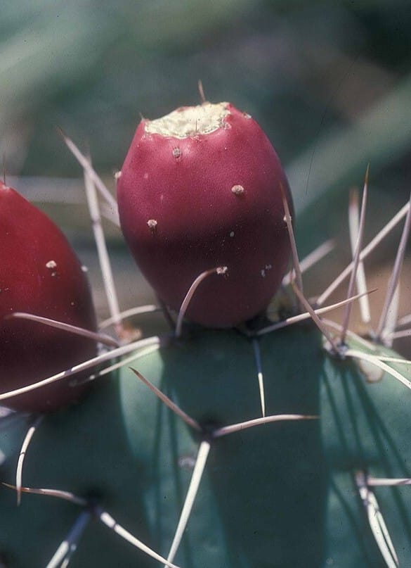 What to Eat in Arizona: 7 Iconic Foods You Have to Try