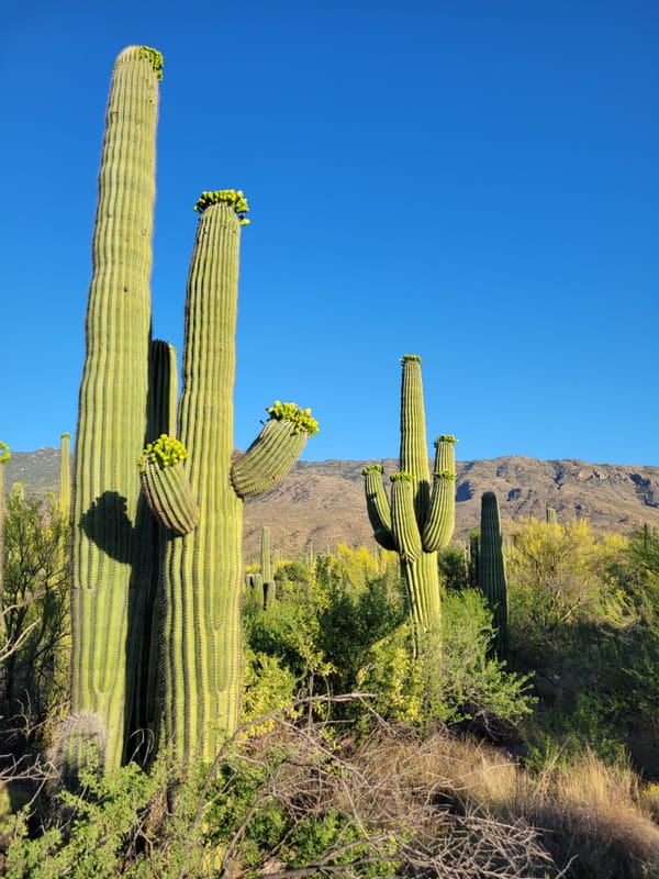 Saguaro National Park